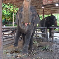 วังช้างอยุธยาแลเพนียด