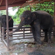 วังช้างอยุธยาแลเพนียด