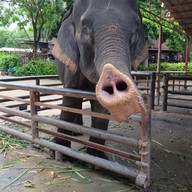 วังช้างอยุธยาแลเพนียด