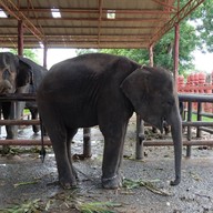 วังช้างอยุธยาแลเพนียด