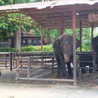 วังช้างอยุธยาแลเพนียด