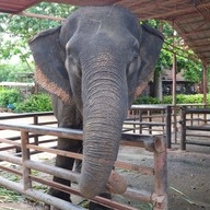 วังช้างอยุธยาแลเพนียด