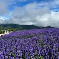 ยิ่งยงสวนดอกไม้