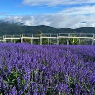 ยิ่งยงสวนดอกไม้