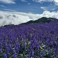 ยิ่งยงสวนดอกไม้