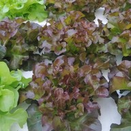 สวนลุงน้อง บ้านโป่ง