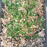 เมนู ตุ๊กตาฮาหารไทย