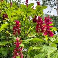 อมก๋อยรีสอร์ท