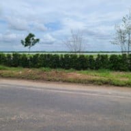 ไม่มี ไม่มี