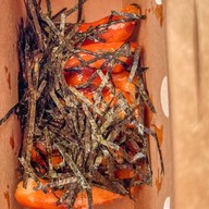 Bomber Dog Stadium One