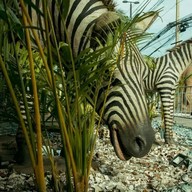 Dinosaur Kingdom The Mall Korat