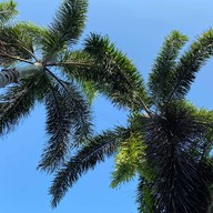 บ้านพักริมน้ำศิริพร บางตะบูน