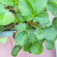 Panpai camping and cafe ปันปาย แคมป์ปิ้ง