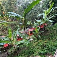 Somseemeekafe สมศรีมีกาแฟ