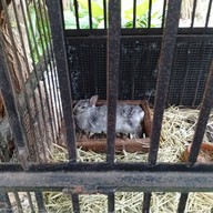 เดอ เบียร์ คาเฟ่