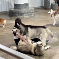 Sonata's siberian Cafe