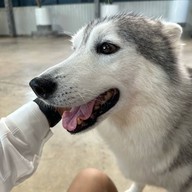 Sonata's siberian Cafe