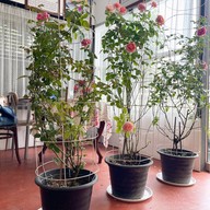 สามอังคารฟาร์ม