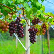 บรรยากาศ ไร่องุ่นศิวริทธิ์