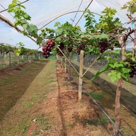 บรรยากาศ ไร่องุ่นศิวริทธิ์