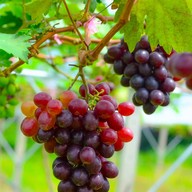 บรรยากาศ ไร่องุ่นศิวริทธิ์