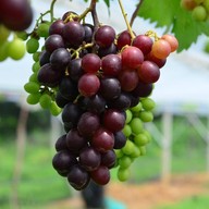 บรรยากาศ ไร่องุ่นศิวริทธิ์