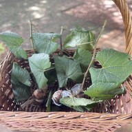 บรรยากาศ ไร่องุ่นศิวริทธิ์