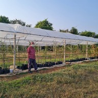 บรรยากาศ ไร่องุ่นศิวริทธิ์