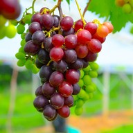 บรรยากาศ ไร่องุ่นศิวริทธิ์