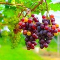 บรรยากาศ ไร่องุ่นศิวริทธิ์