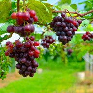 บรรยากาศ ไร่องุ่นศิวริทธิ์