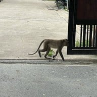 Hungry Monkey - สเต็กบางขุนเทียน ซอยเทียนทะเล22