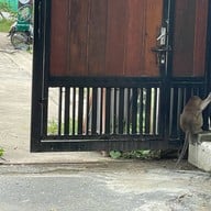 Hungry Monkey - สเต็กบางขุนเทียน ซอยเทียนทะเล22