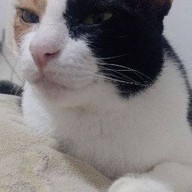 ร้านมังสวิรัติ และอาหารเจ