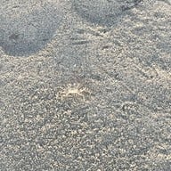 Nanoni Italian Fusion