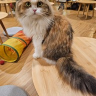 CATNIP HOUSE CAT CAFE เกษตรฯ-รัชโยธิน (พหลโยธิน 37/1)