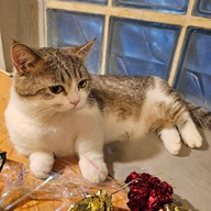 CATNIP HOUSE CAT CAFE เกษตรฯ-รัชโยธิน (พหลโยธิน 37/1)
