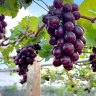 บรรยากาศ ไร่องุ่นศิวริทธิ์