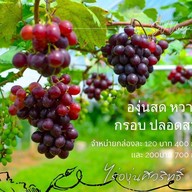 บรรยากาศ ไร่องุ่นศิวริทธิ์