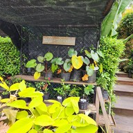 บรรยากาศ อาราบิกา ณ เขาค้อ