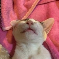 เมี่ยงยำตามสั่ง by pandazaap