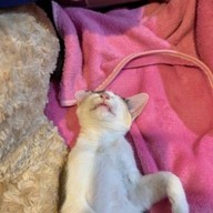 เมี่ยงยำตามสั่ง by pandazaap