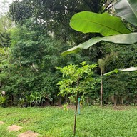 Green Always คาเฟ่และธรรมชาติ