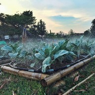 Coffee farm at ไร่ตามฟาร์มสุข
