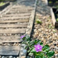 เมนูของร้าน LAMAI Garden Craft & Cafe