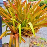 Z - Beach Resort [ ซีบีช รีสอร์ท ]