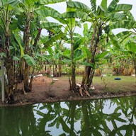 บรรยากาศ ตามธรรมชาติ Cafe' and Farm