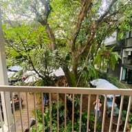 Fern Forest Cafe