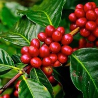 Chanon Coffee (ชนน คอฟฟี่) Sukhapiban5