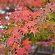 ศาลเจ้าดาไซฟุ ฟุกุโอกะ